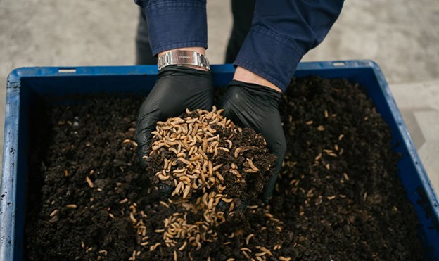 Black Soldier Fly Larvae (BSFL)