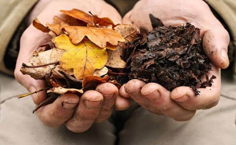 Leaf Mould Composting